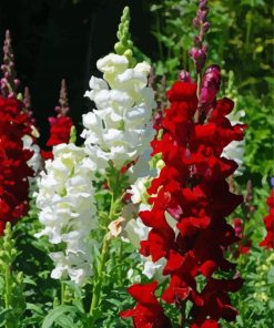 White And Red Snapdragons paint by number