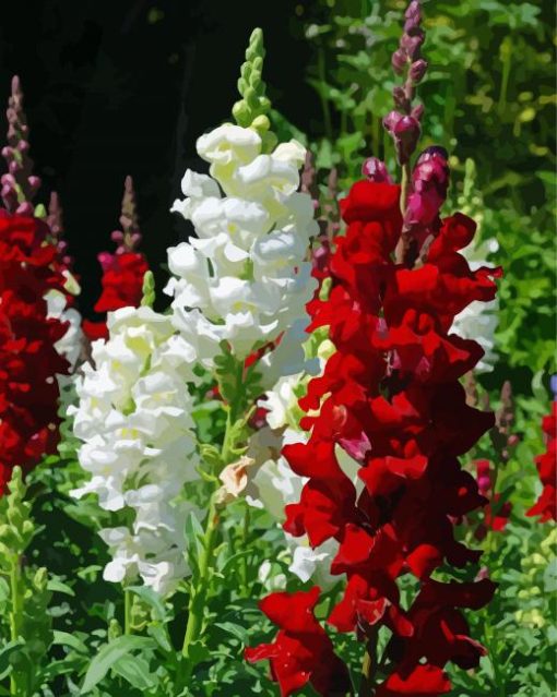 White And Red Snapdragons paint by number