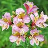 Alstroemeria Flower Plants paint by number