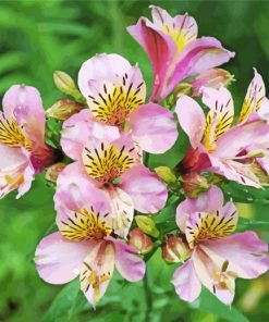 Alstroemeria Flower Plants paint by number