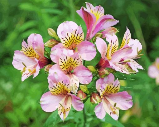 Alstroemeria Flower Plants paint by number