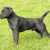 Black Patterdale Terrier Dog paint by number