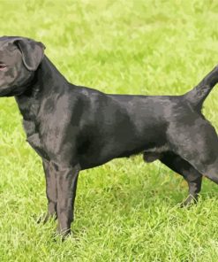 Black Patterdale Terrier Dog paint by number