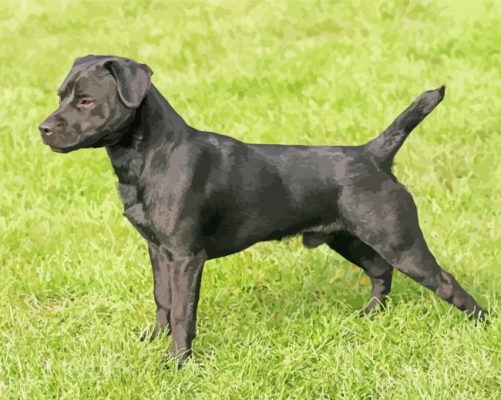 Black Patterdale Terrier Dog paint by number