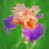 Purple And Pink Iris Paint by number