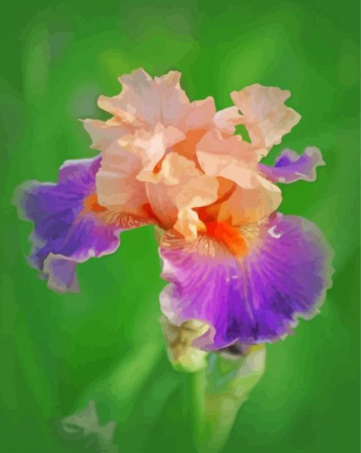 Purple And Pink Iris Paint by number