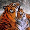 Romantic Tiger Couple Paint by number