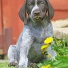 Black And White German Shorthair Pointer Puppy paint by number