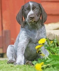 Black And White German Shorthair Pointer Puppy paint by number