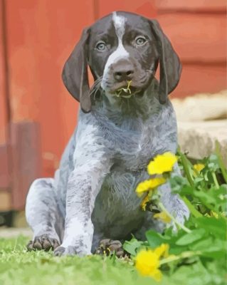 Black And White German Shorthair Pointer Puppy paint by number