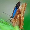 Close Up Ulysses Butterfly paint by number