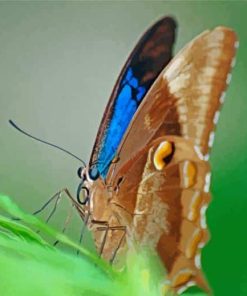 Close Up Ulysses Butterfly paint by number