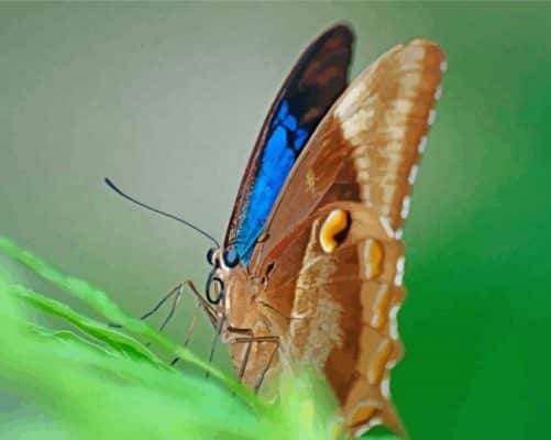 Close Up Ulysses Butterfly paint by number