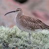 Curlew Bird paint by number