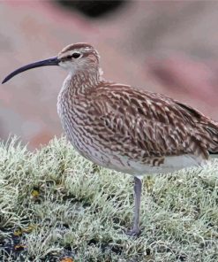 Curlew Bird paint by number