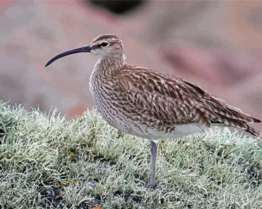 Curlew Bird paint by number