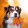 Dog In Autumn Paint By Numbers