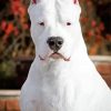 Dogo Argentino Puppy paint by number