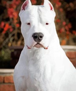 Dogo Argentino Puppy paint by number