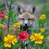 Fox In Flowers Animal paint by number