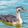 Great Crested Grebe Bird paint by number