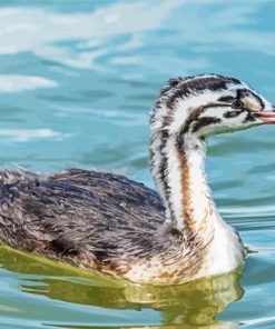 Great Crested Grebe Bird paint by number