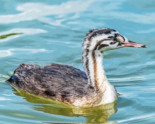 Great Crested Grebe Bird paint by number