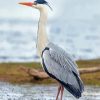 Grey Heron paint by number