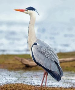 Grey Heron paint by number