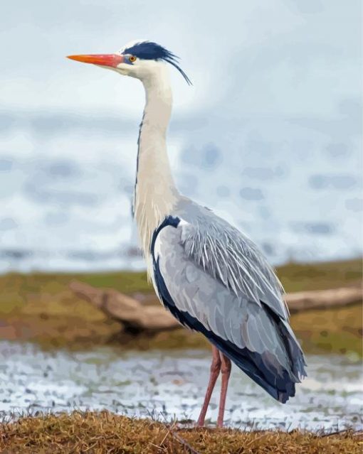 Grey Heron paint by number