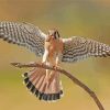 Kestrel Eating paint by number