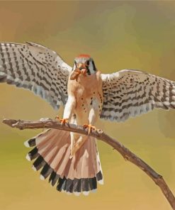 Kestrel Eating paint by number