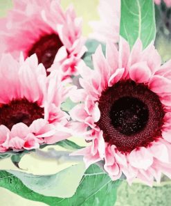 Pink Sunflowers paint by number