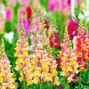 Snapdragons Plant Flowers paint by number