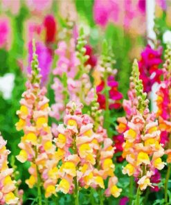 Snapdragons Plant Flowers paint by number