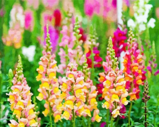 Snapdragons Plant Flowers paint by number