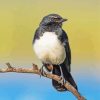 Willie Wagtail On A Branch paint by number