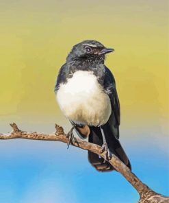 Willie Wagtail On A Branch paint by number