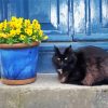 Black Cats And Flowers In Pot paint by number