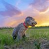 Cute Bedlington Terrier paint by number