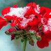 Red Spring Flower In Snow paint by number