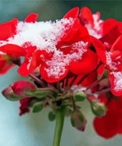 Red Spring Flower In Snow paint by number