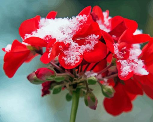 Red Spring Flower In Snow paint by number