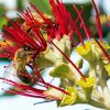 Two Bees On Pohutukawa Flower Paint by number