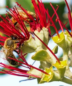 Two Bees On Pohutukawa Flower Paint by number