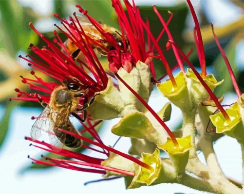 Two Bees On Pohutukawa Flower Paint by number