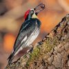 Acorn Woodpecker Holding A Nut paint by number