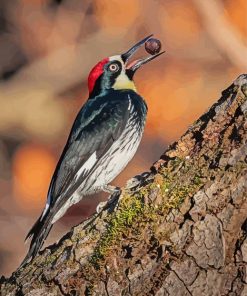 Acorn Woodpecker Holding A Nut paint by number