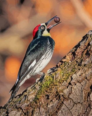 Acorn Woodpecker Holding A Nut paint by number