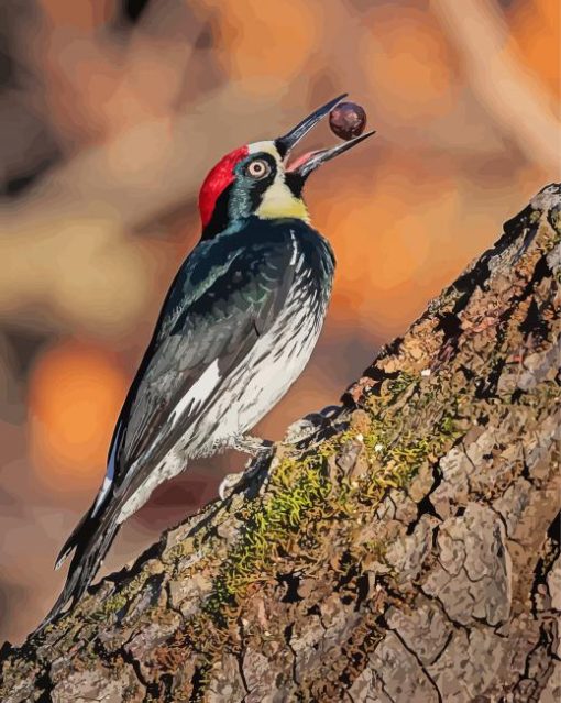 Acorn Woodpecker Holding A Nut paint by number